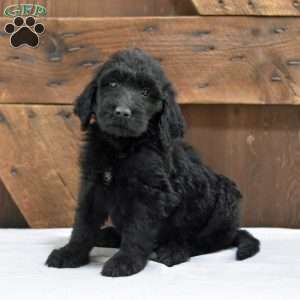 Austin, Goldendoodle Puppy